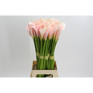 Zantedeschia Eydolls Salmon