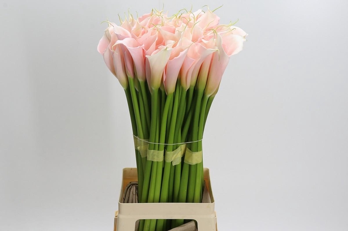 <h4>Zantedeschia Eydolls Salmon</h4>