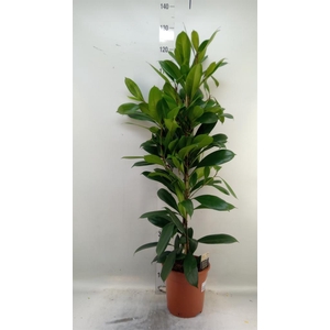 Ficus cyathistipula