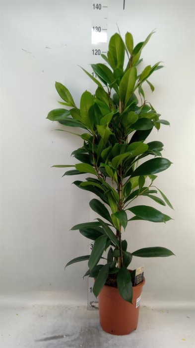 <h4>Ficus cyathistipula</h4>