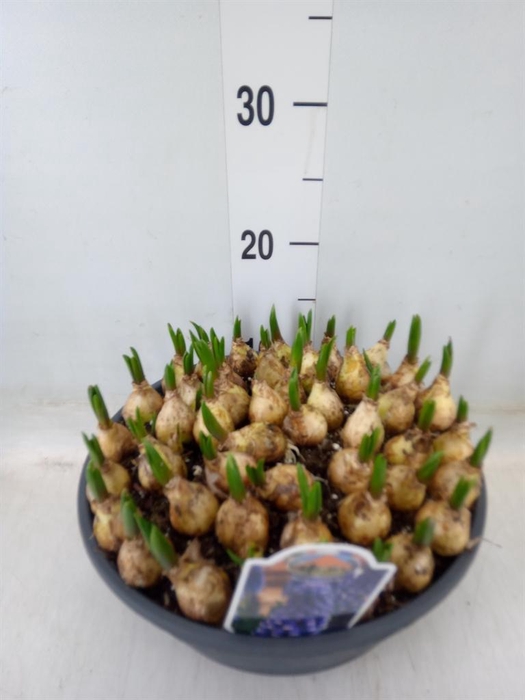 <h4>Muscari  'Lindsay'</h4>