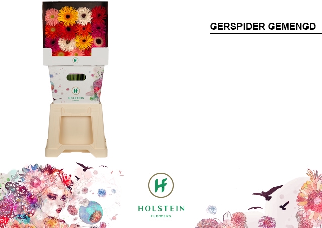 <h4>GE GS Gerspider Big Gemengd diamond x45</h4>