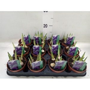 Iris reticulata 'Pixie'