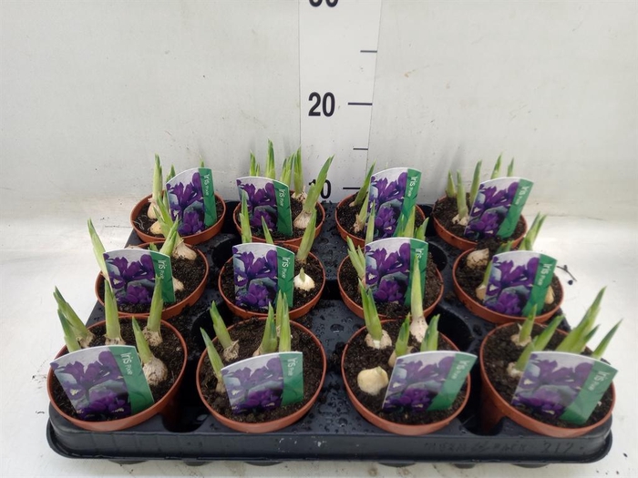 <h4>Iris reticulata 'Pixie'</h4>