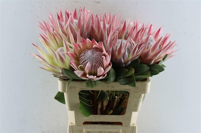 <h4>PROTEA CYNAROIDES</h4>