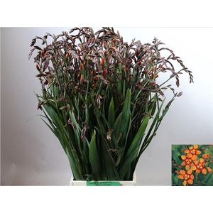 CROCOSMIA CROC. 'EMILY MCKENZIE'