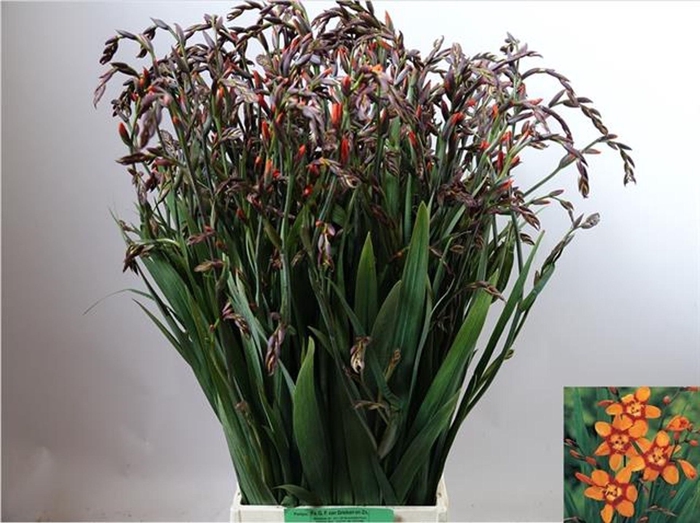 <h4>CROCOSMIA CROC. 'EMILY MCKENZIE'</h4>