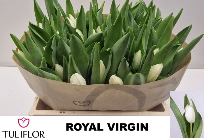 <h4>TU EN ROYAL VIRGIN</h4>