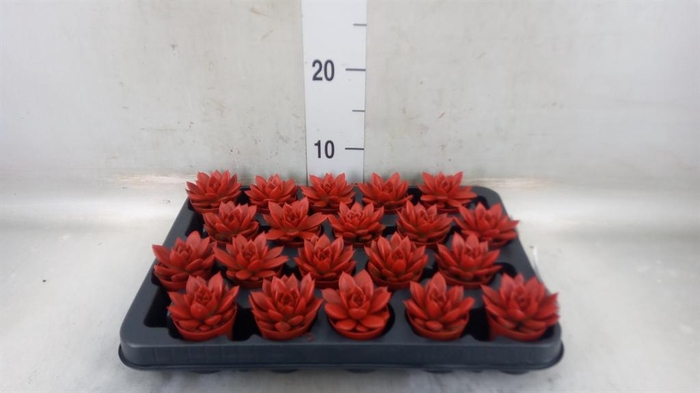 <h4>Echeveria  'Miranda'</h4>
