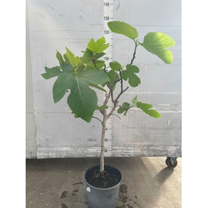FICUS CARICA
