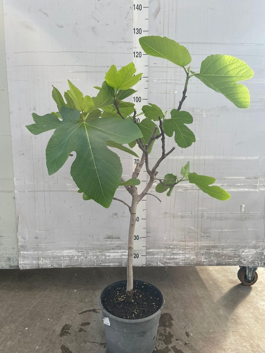 <h4>FICUS CARICA</h4>