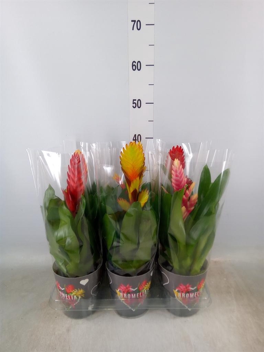 <h4>Vriesea   ...mix 6</h4>