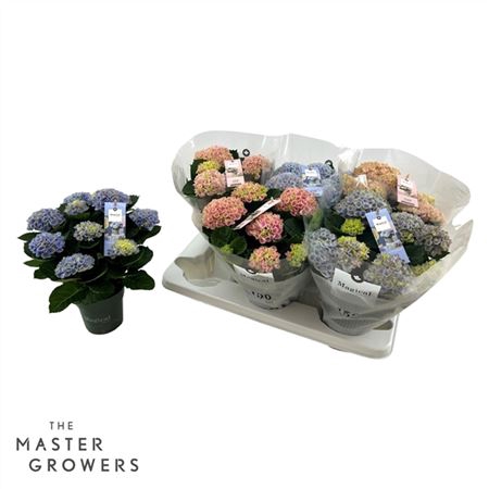 <h4>Hydrangea Macr. Magical Revolution 12 Cm Mix 5-6 B</h4>