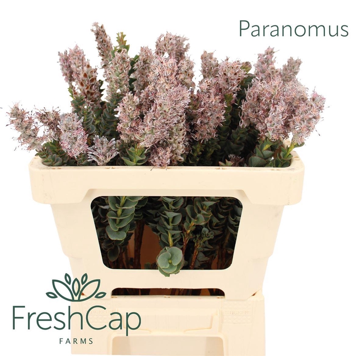 <h4>Paranomus</h4>