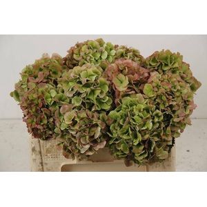 HYDR M CH WHI VER CL