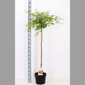 ACER OV