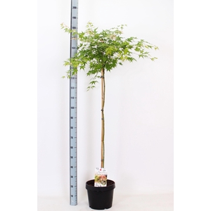 ACER OV