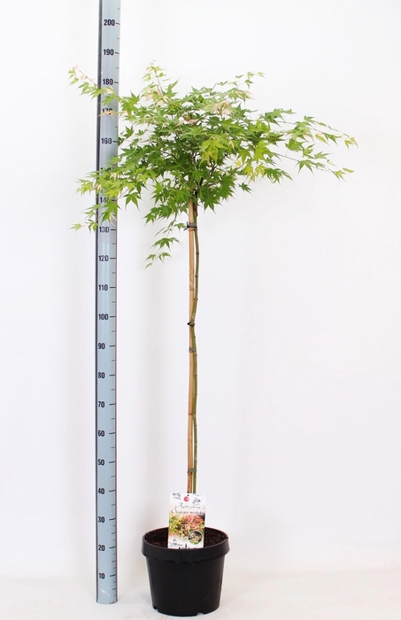 <h4>ACER OV</h4>