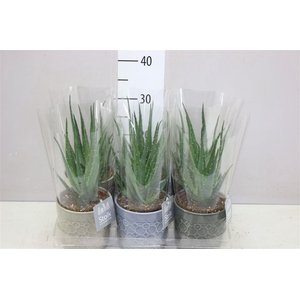 Aloe Arborescens Mohawk New Gaia Keramiek