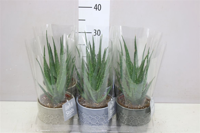 <h4>Aloe Arborescens Mohawk New Gaia Keramiek</h4>