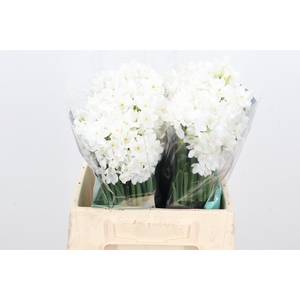 Narcissus Ziva Paperwhite