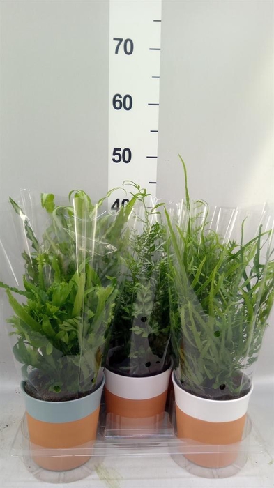 <h4>Ferns   ...mix</h4>