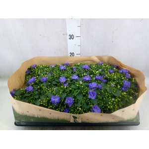 Campanula   ...