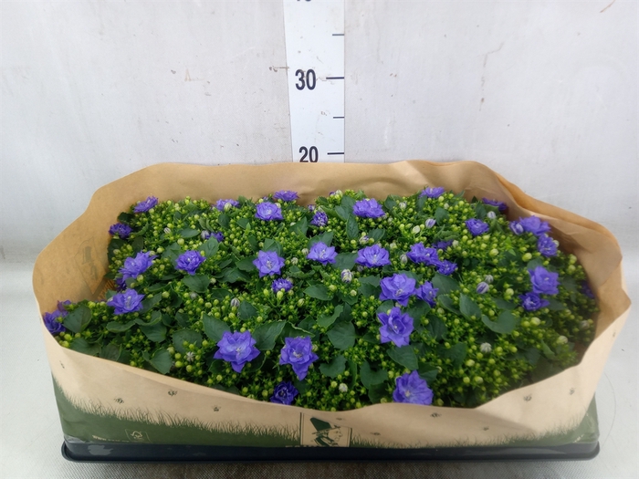<h4>Campanula   ...</h4>
