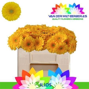 Ge Mi Ilios