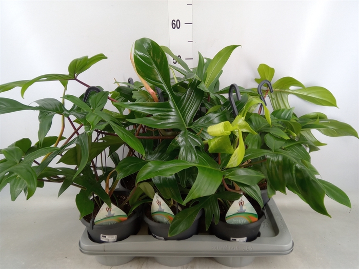 <h4>Philodendron   ...</h4>