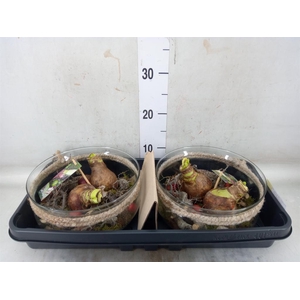 Planten  ..in schaal H%