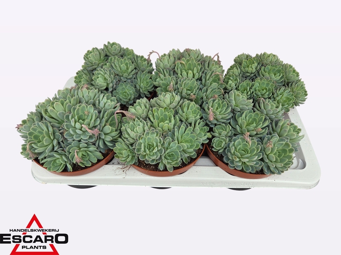 <h4>ECHEV ELEGANS</h4>