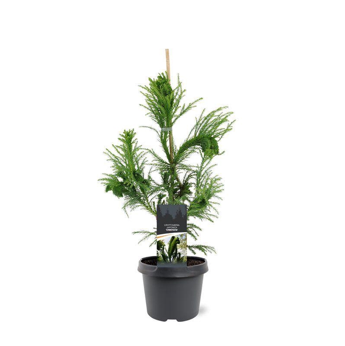 <h4>Cryptomeria japonica 'Cristata'</h4>