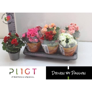 BEGONIA DU MIX P14