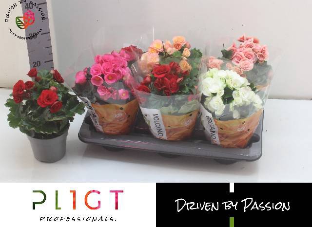 <h4>BEGONIA DU MIX P14</h4>