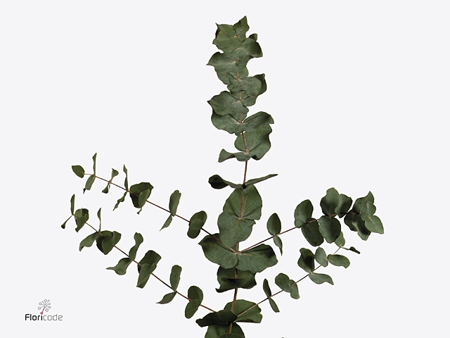EUCA BRIDGESIANA