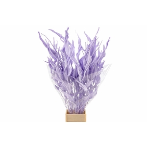 Dried Strelitziablad Lavendel P Stem