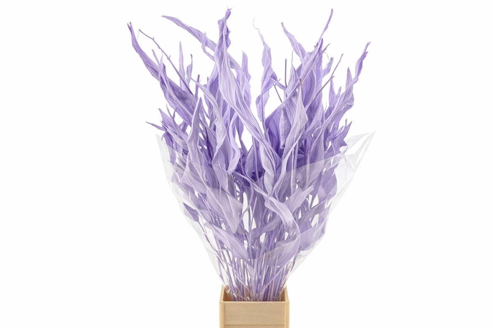 Dried Strelitziablad Lavendel P Stem