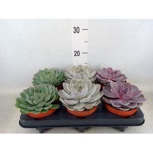 Echeveria   ...mix