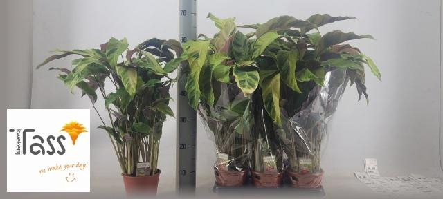 <h4>CALAT FUSION YELLOW</h4>