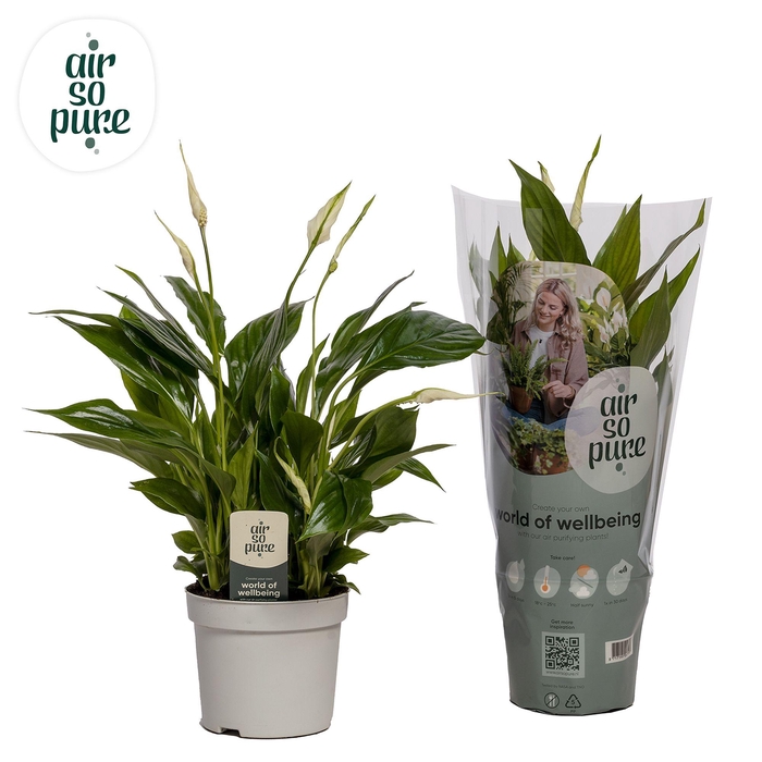 <h4>Spathiphyllum Bellini - 13cm - Air So Pure</h4>