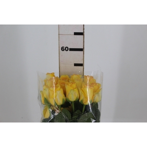 ROSA DEJA VU 050 CM ESTUFA