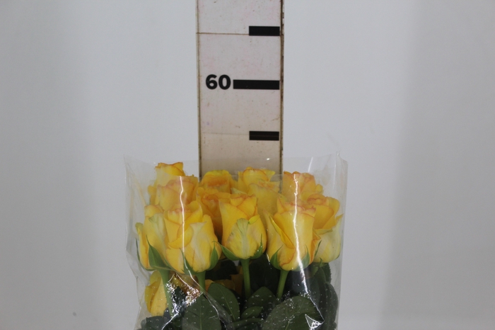 <h4>ROSA DEJA VU 050 CM ESTUFA</h4>