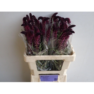 LYSIM ATROPURPUREA