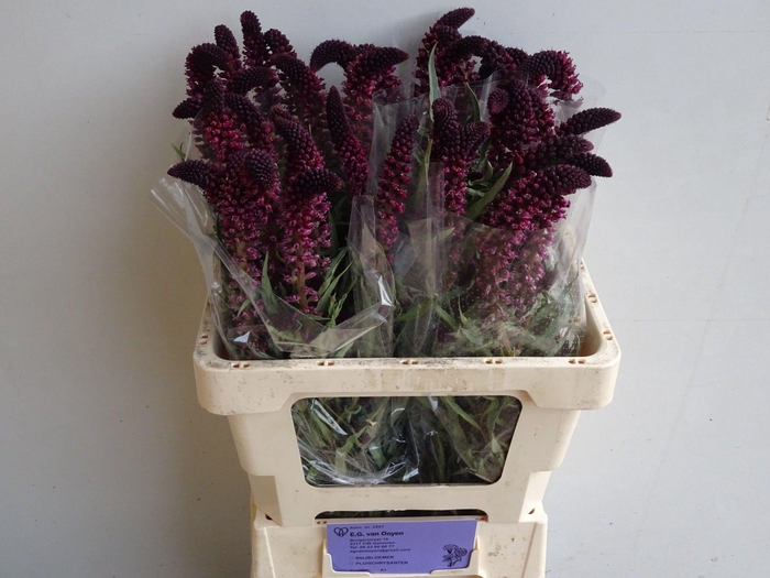 <h4>LYSIM ATROPURPUREA</h4>