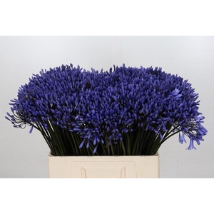 Agapanthus Dr Brouwer