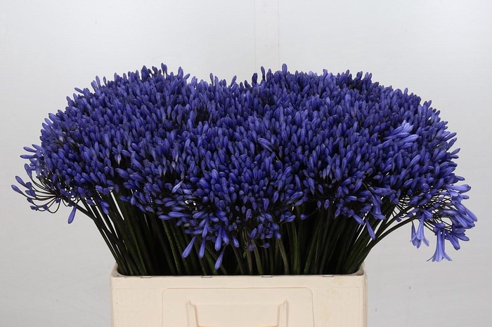 <h4>Agapanthus Dr Brouwer</h4>