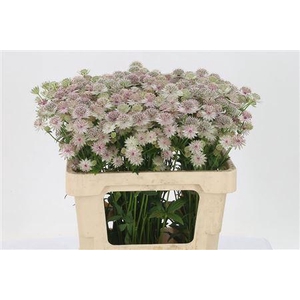 Astrantia Pink Pride