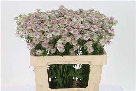 <h4>Astrantia Pink Pride</h4>