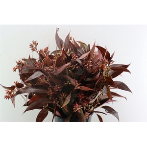 Euca Robusta Berry Red 400gr P Bunch